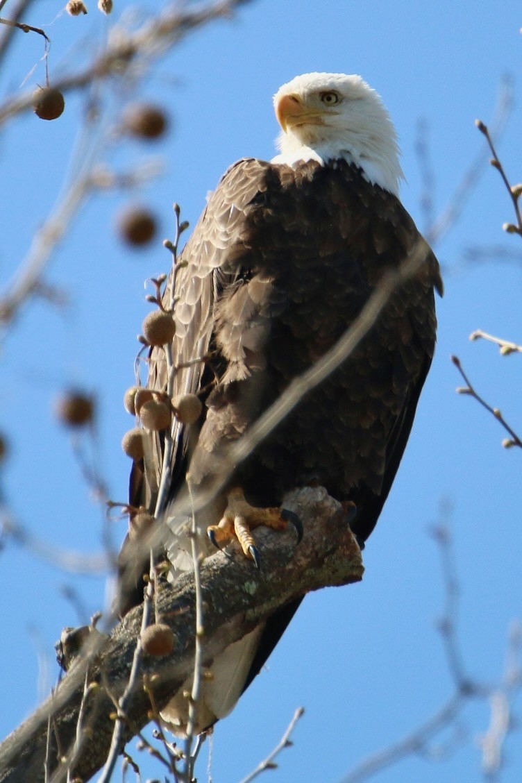 Bald Eagle - ML568687771