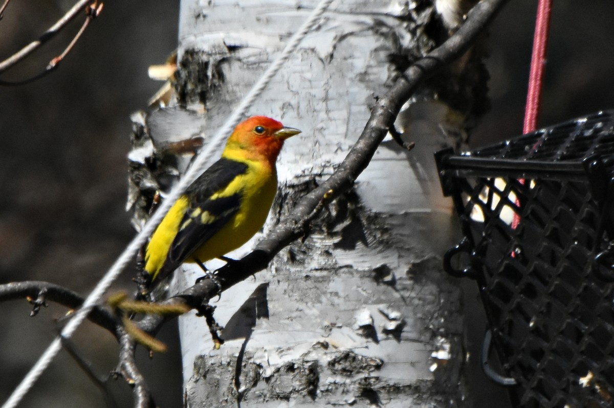 Western Tanager - ML56868801