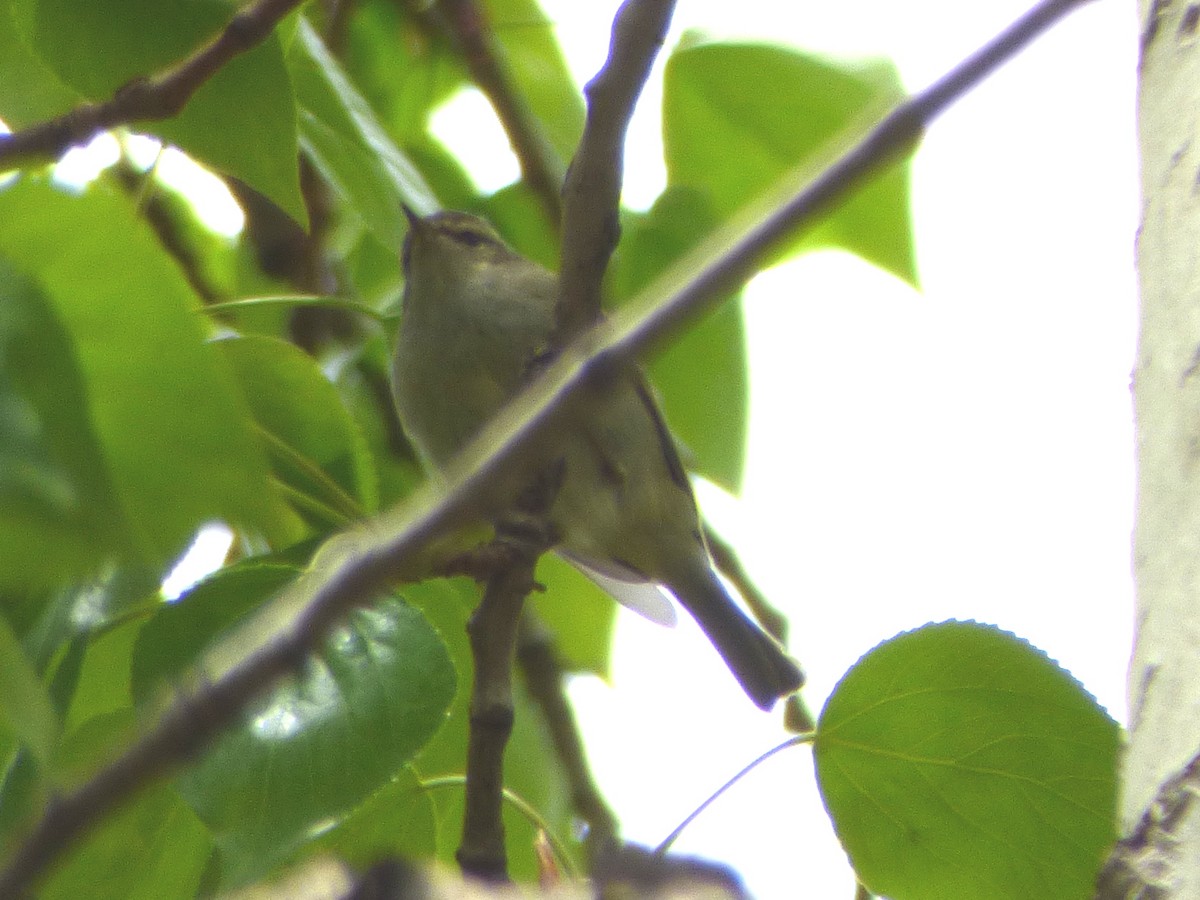 Chinese Leaf Warbler - ML56868881