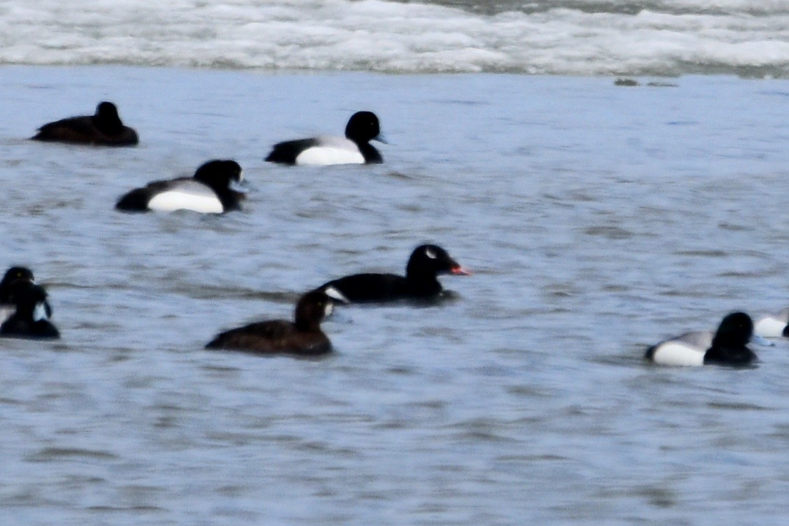 White-winged Scoter - ML568688831