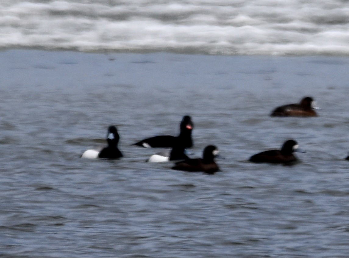 White-winged Scoter - ML568688921