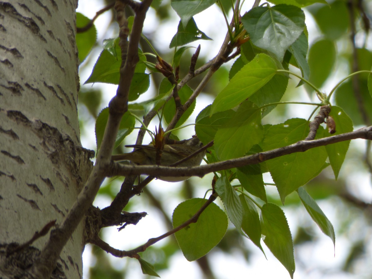 Chinese Leaf Warbler - ML56868921