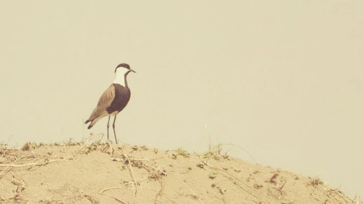 Spur-winged Lapwing - Ozgun Sozuer