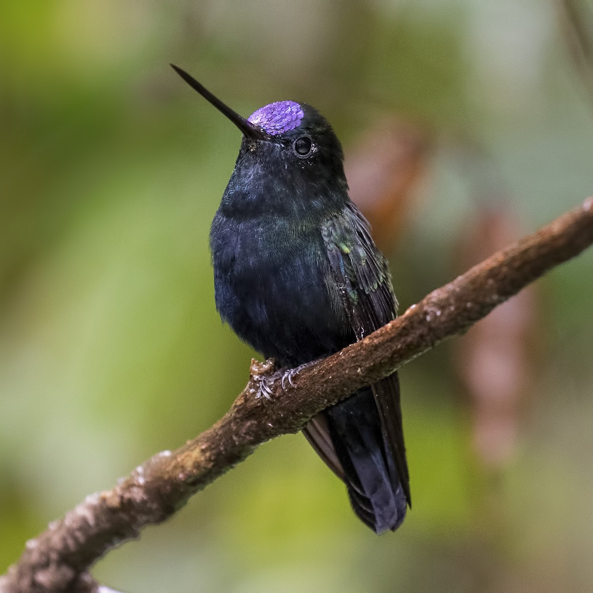 Blue-fronted Lancebill - ML56868951