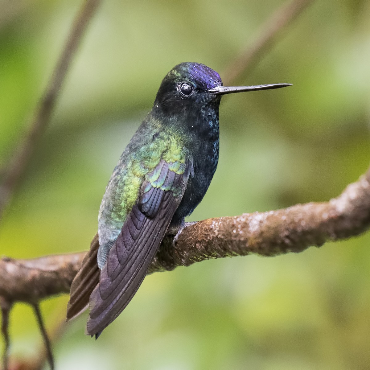 Blue-fronted Lancebill - ML56868961