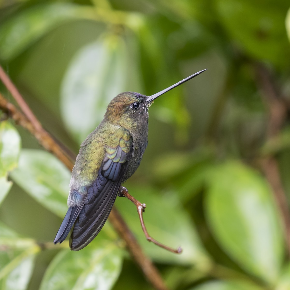 Blue-fronted Lancebill - ML56868971