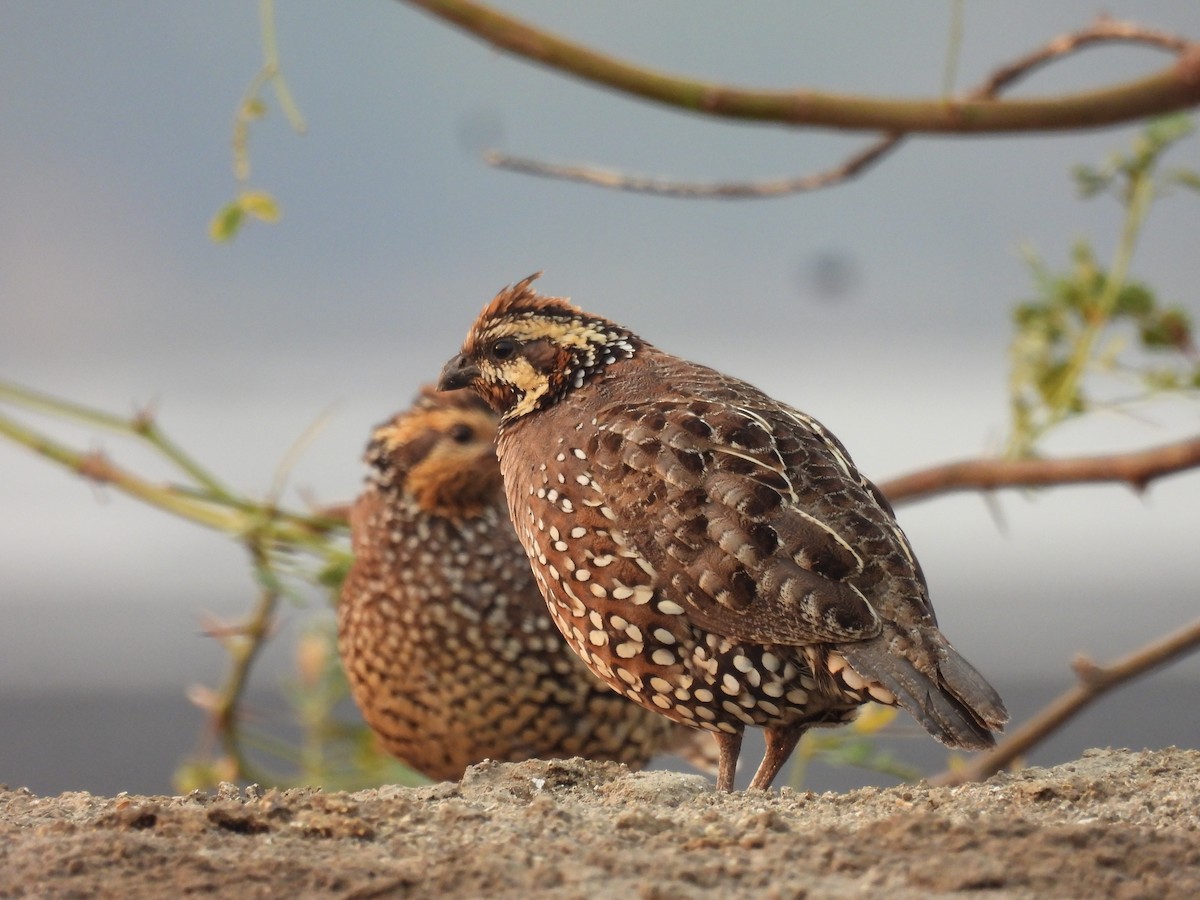 Crested Bobwhite - ML568689961