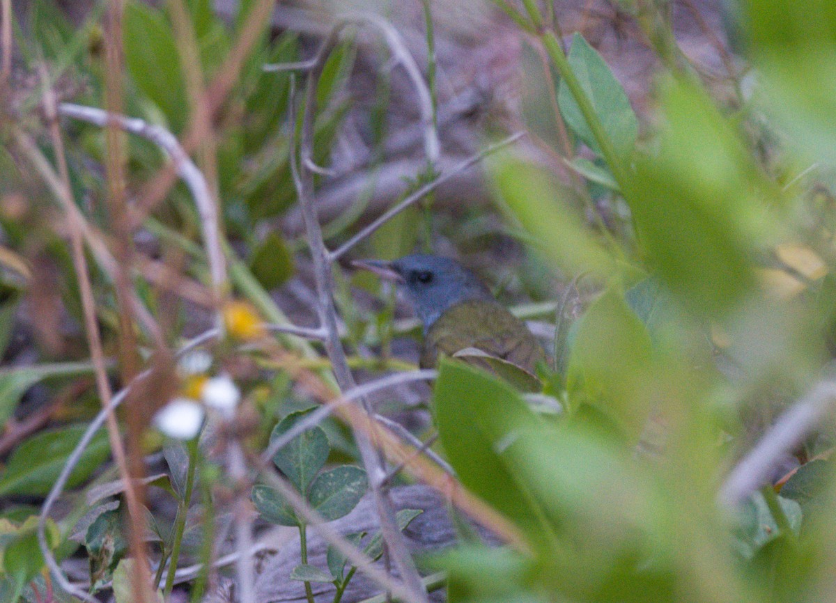 Mourning Warbler - ML568692571