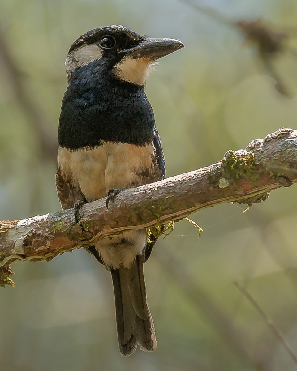 Black-breasted Puffbird - ML568692641