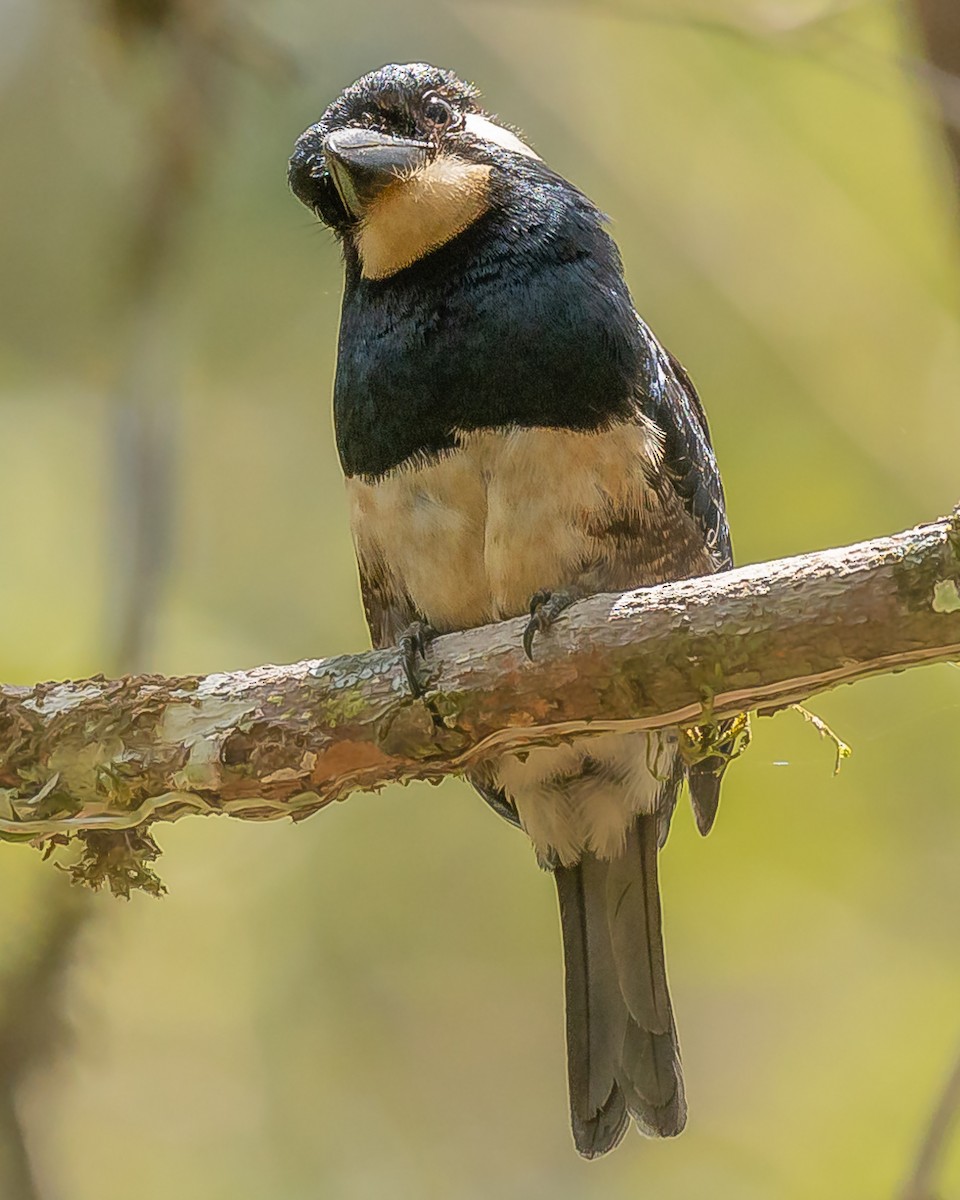 Black-breasted Puffbird - ML568692661