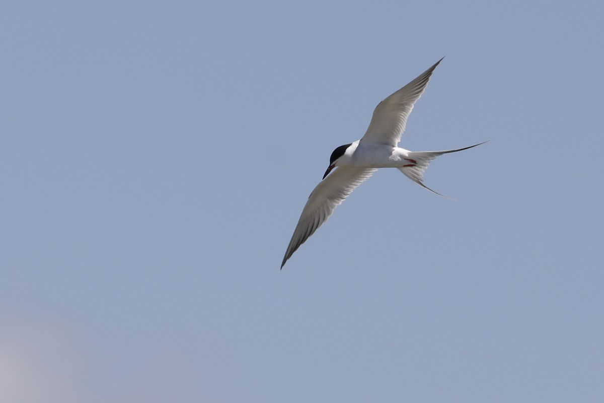 Forster's Tern - Tommy Childers