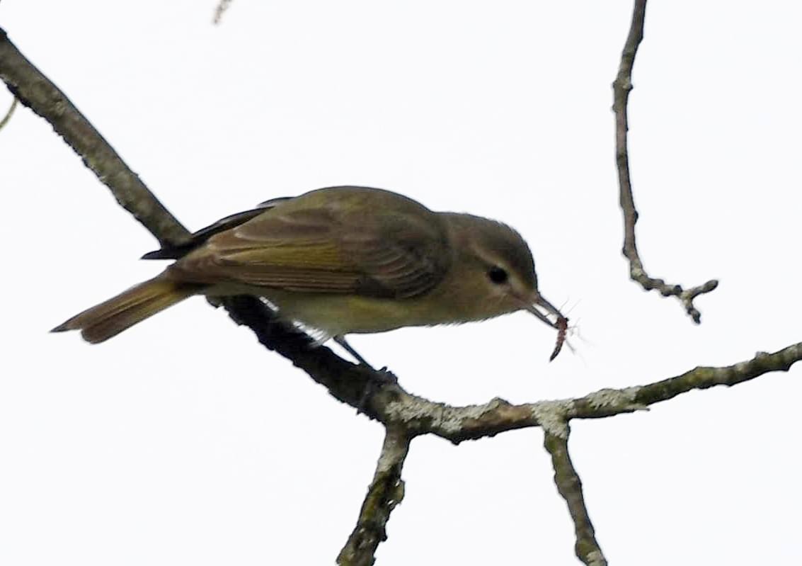 Warbling Vireo - Todd Hawkins