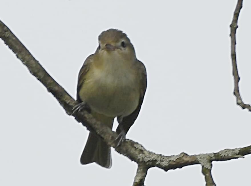 Warbling Vireo - Todd Hawkins