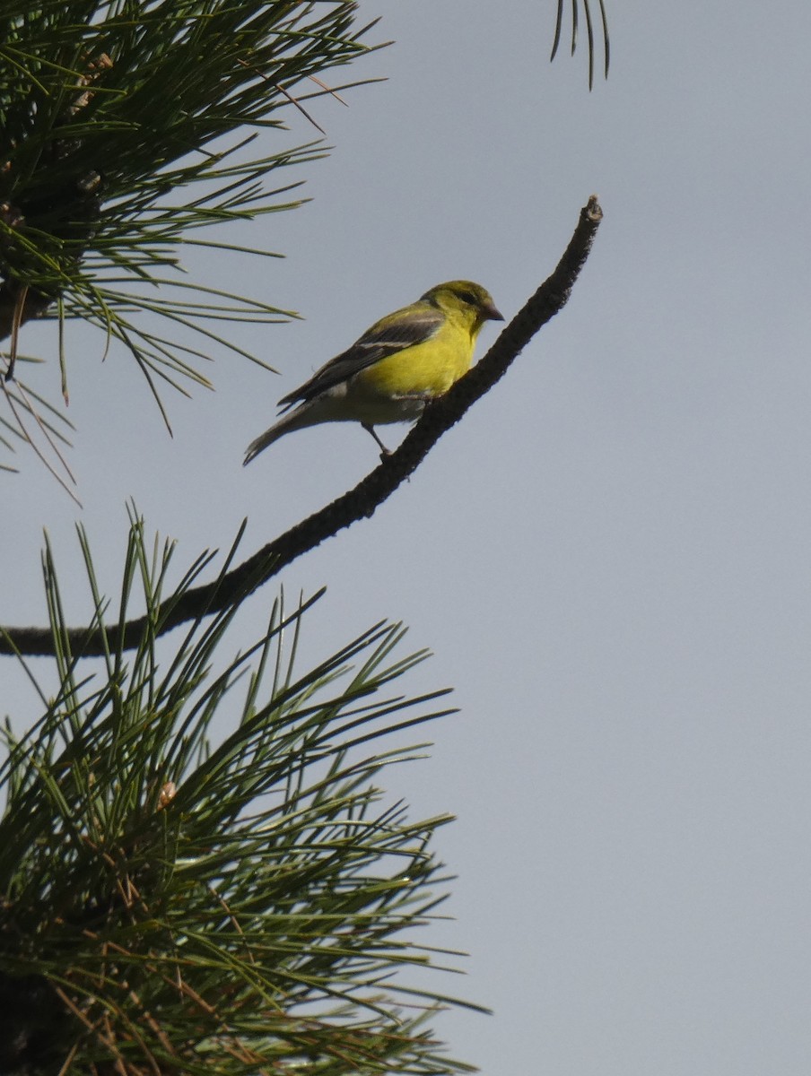 Chardonneret jaune - ML568694141