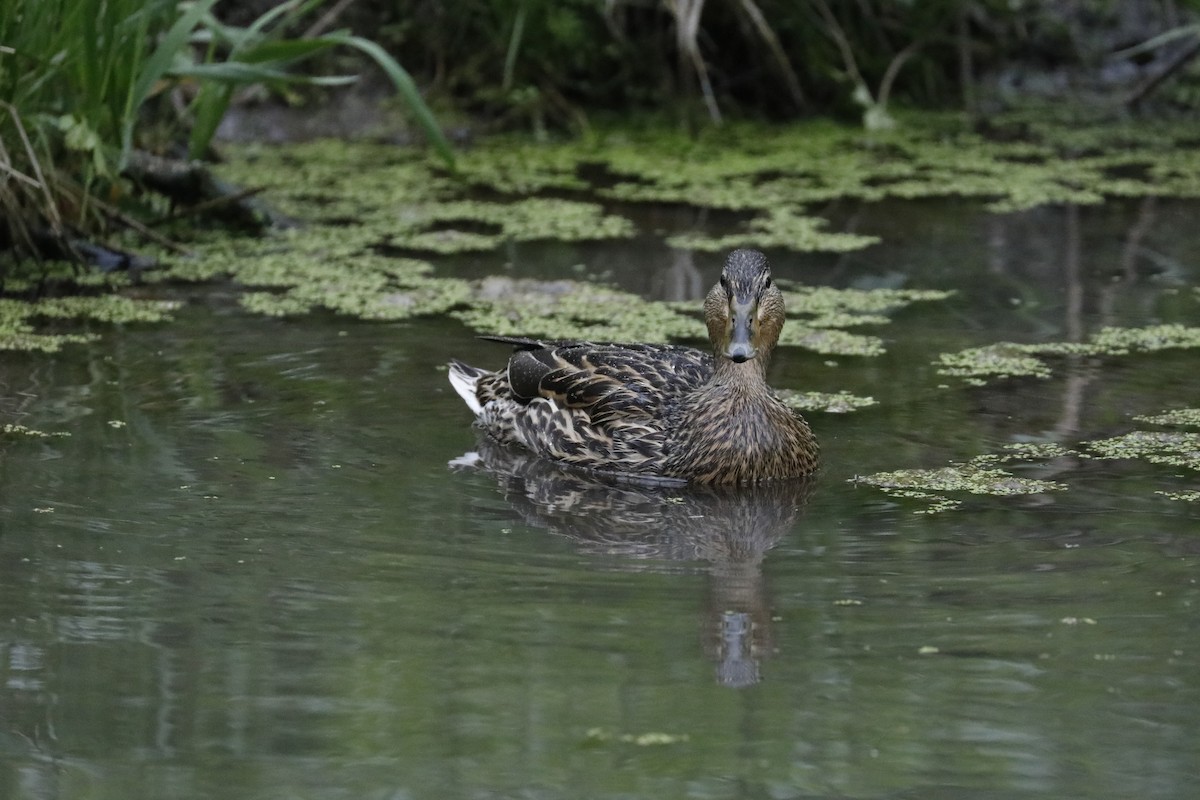 Mallard - ML568694611