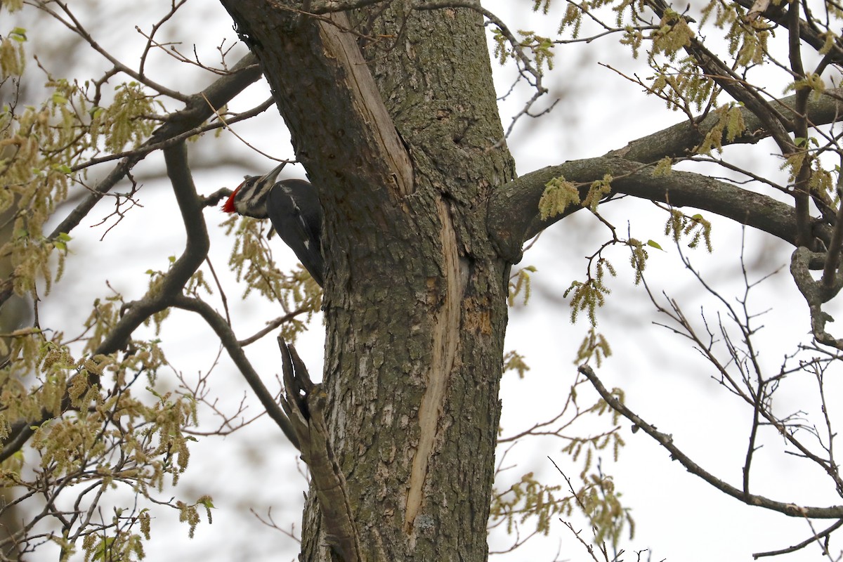 Pileated Woodpecker - ML568695461