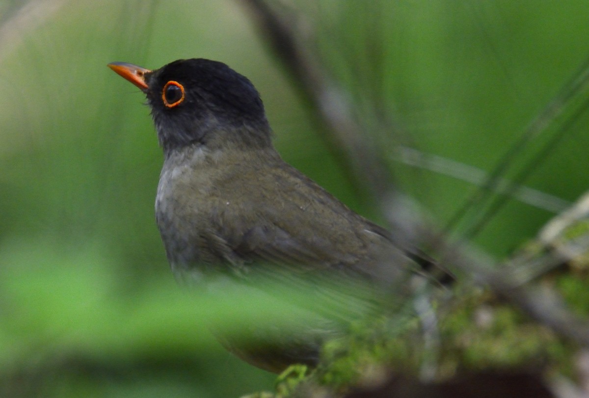 ズグロチャツグミ - ML568695881