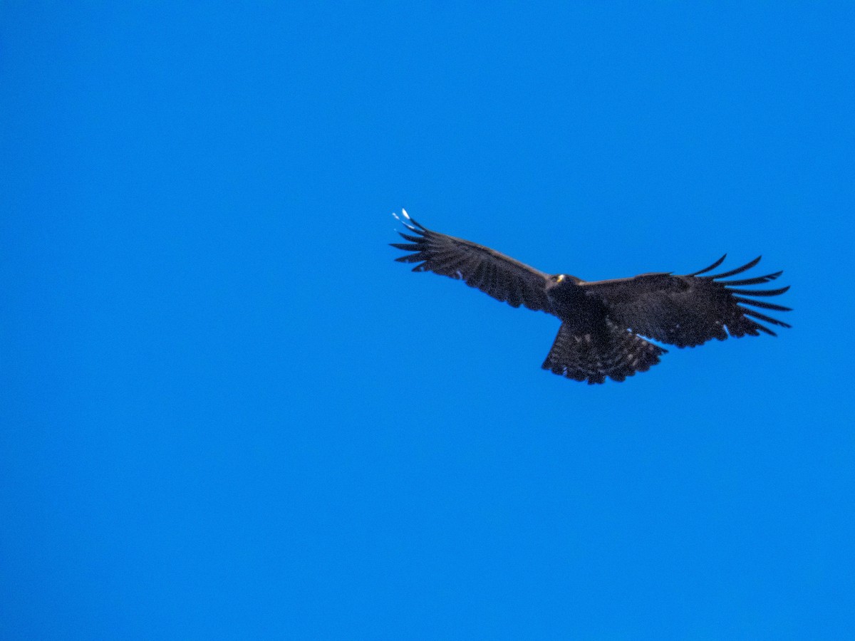 Águila Milana - ML568696341