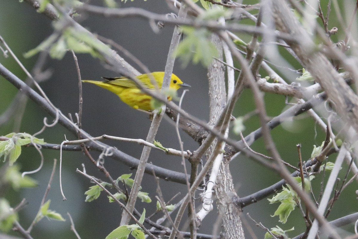 Yellow Warbler - Tommy Childers