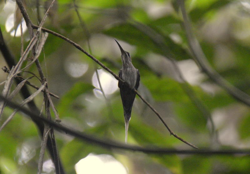 Straight-billed Hermit - Otto Valerio   Amazonas Birding