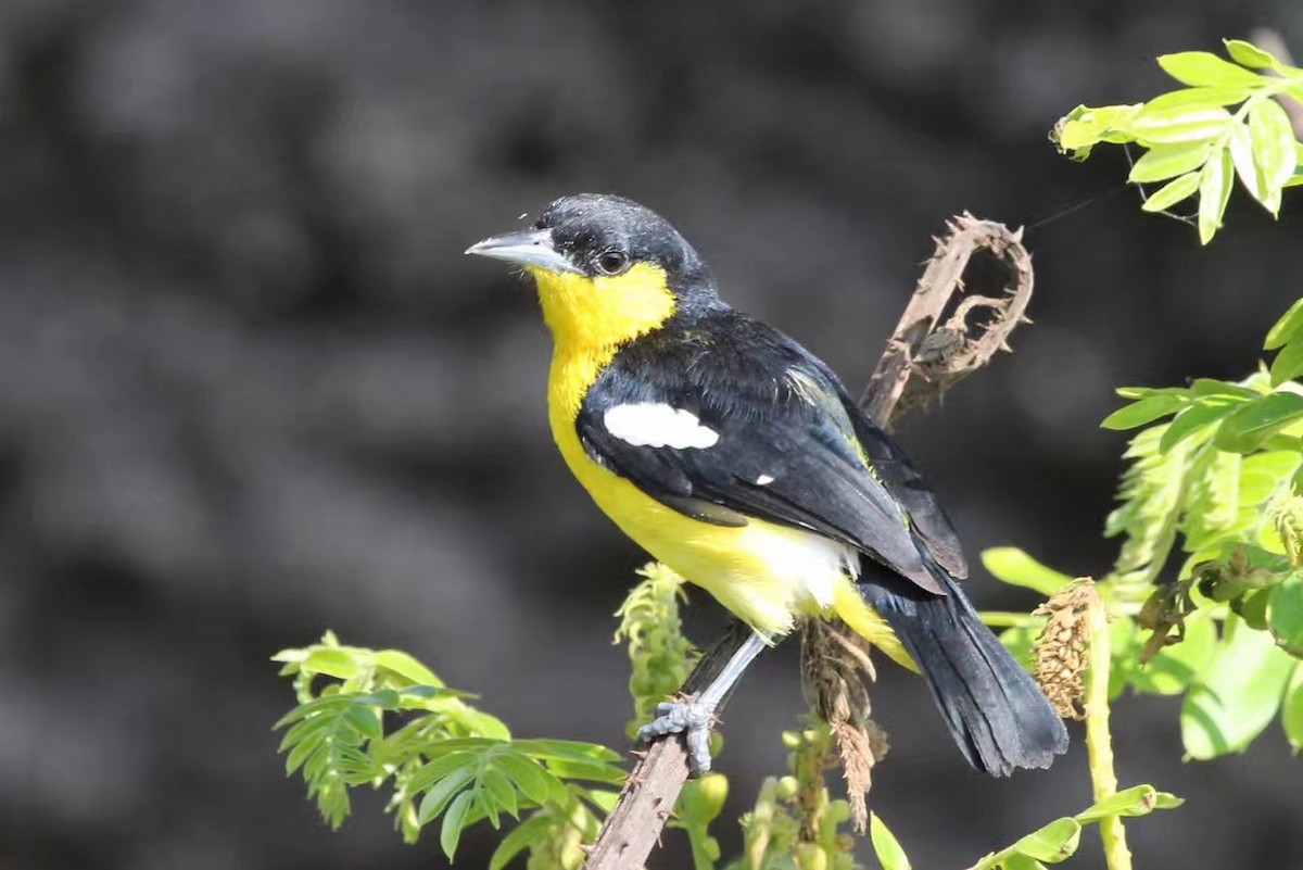 Common Iora - Kevin Cheng