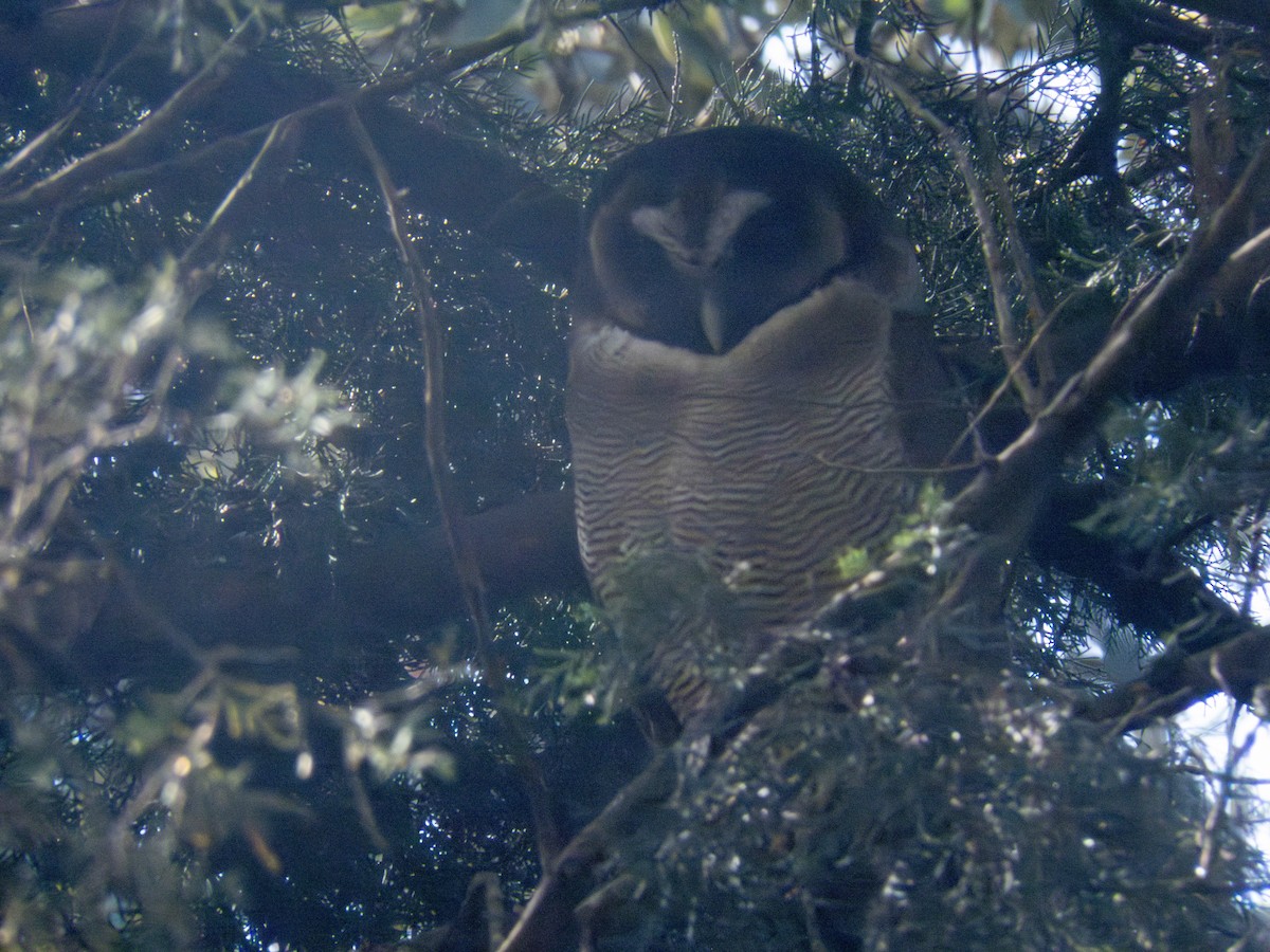 Brown Wood-Owl - shyamkumar puravankara