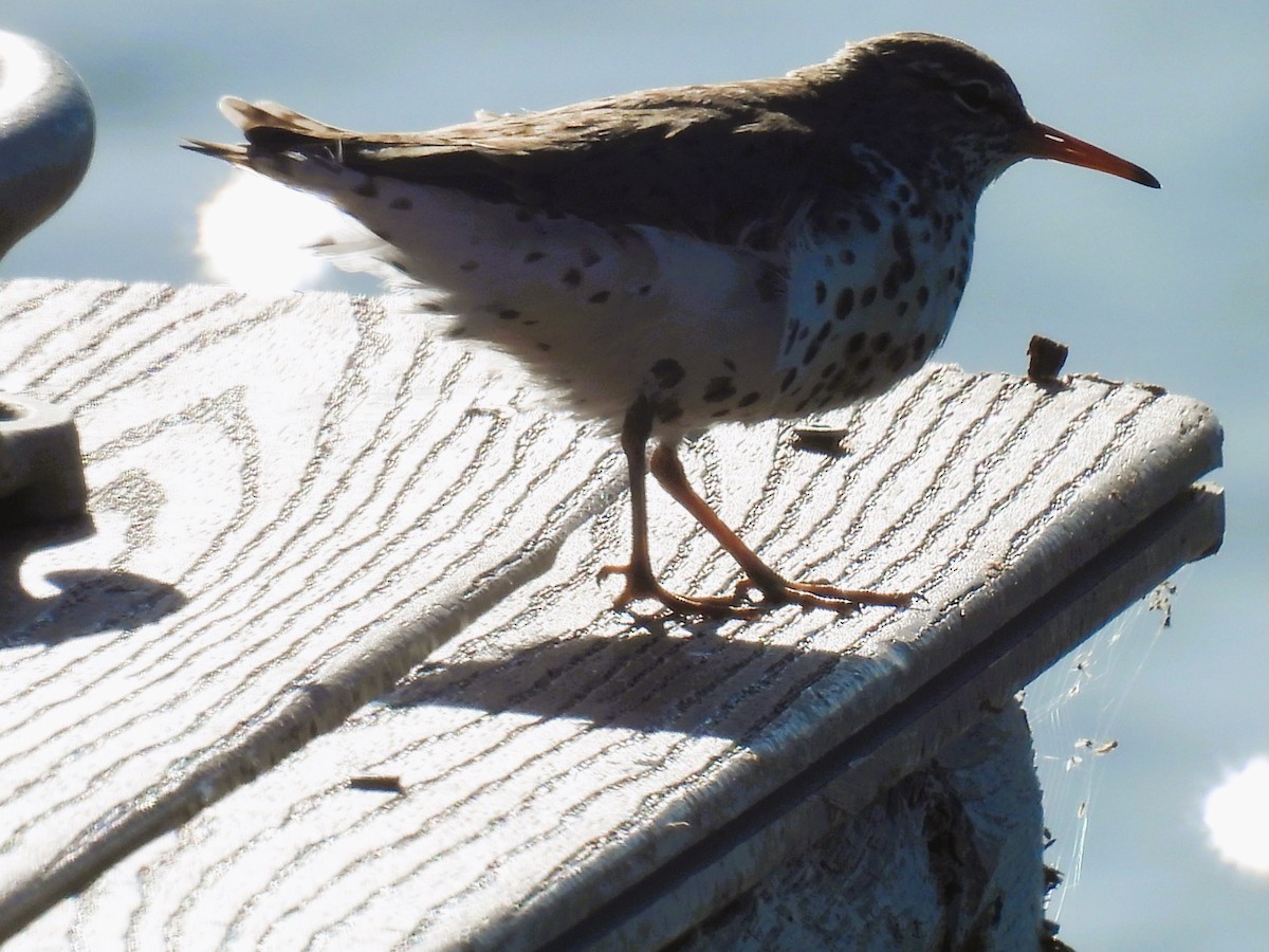 Spotted Sandpiper - Tina Toth
