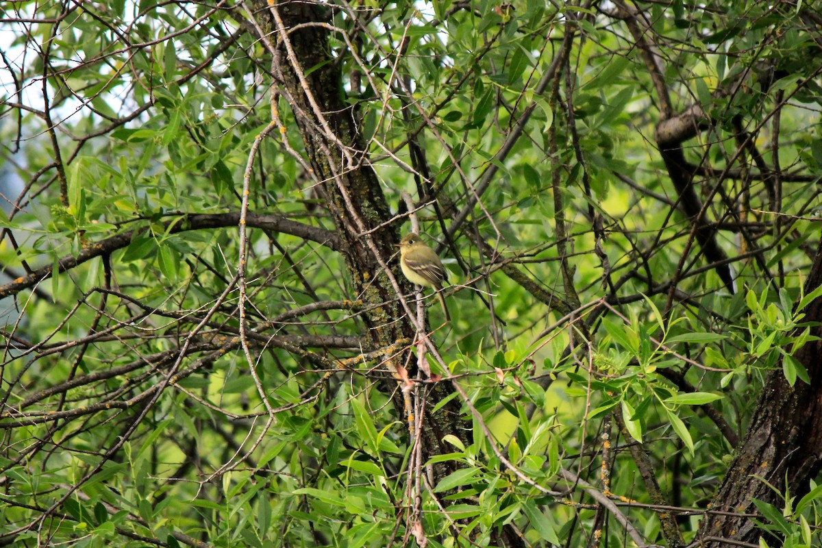 Western Flycatcher (Pacific-slope) - ML568702251