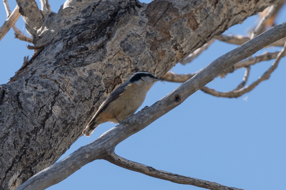 Red-breasted Nuthatch - T. Jay Adams