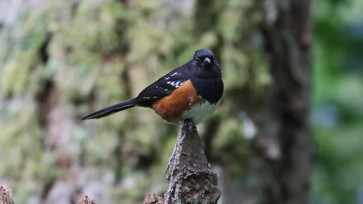 Spotted Towhee - ML568703751