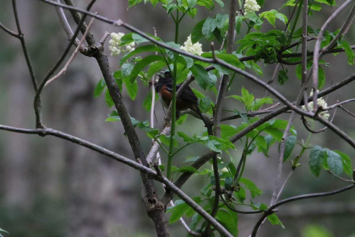 Spotted Towhee - ML568703761