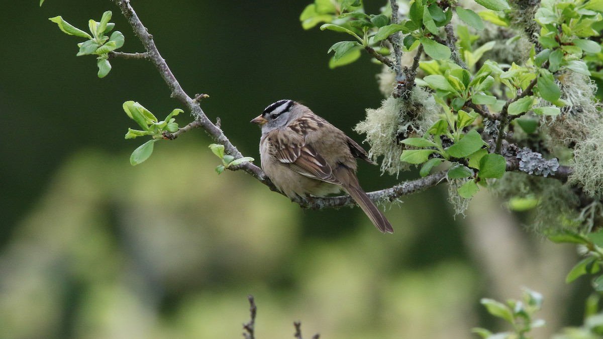 White-crowned Sparrow - ML568703991