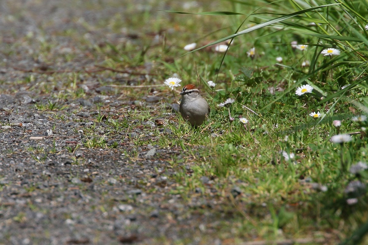 Chipping Sparrow - ML568704111
