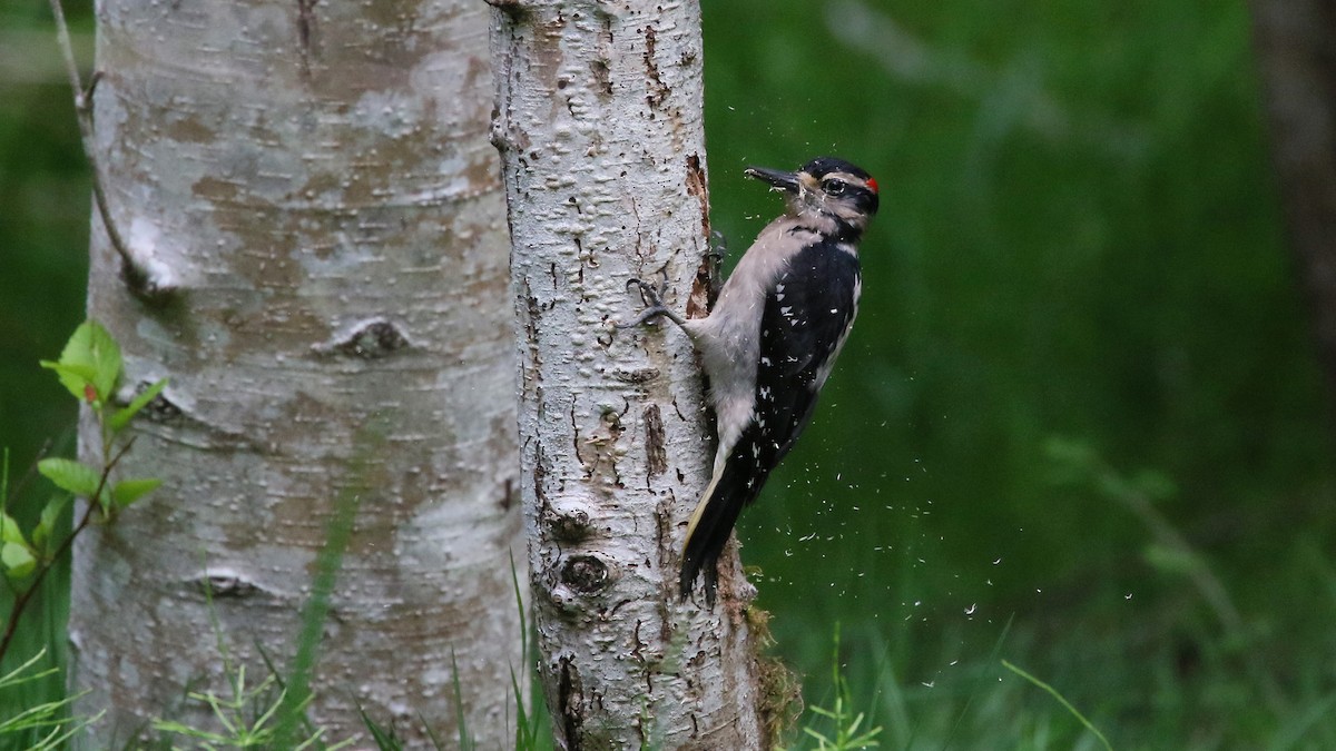 Hairy Woodpecker - Andy Bridges