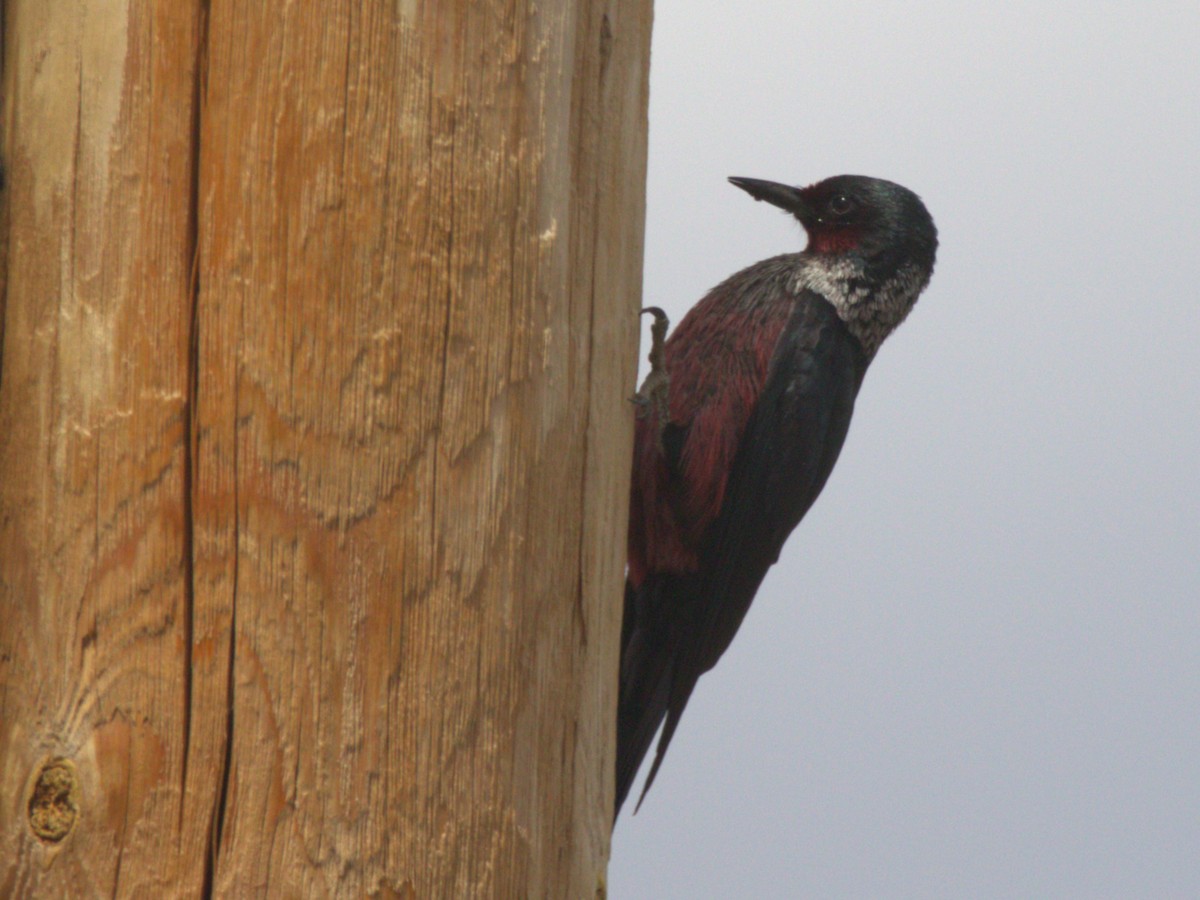 Lewis's Woodpecker - ML568704961