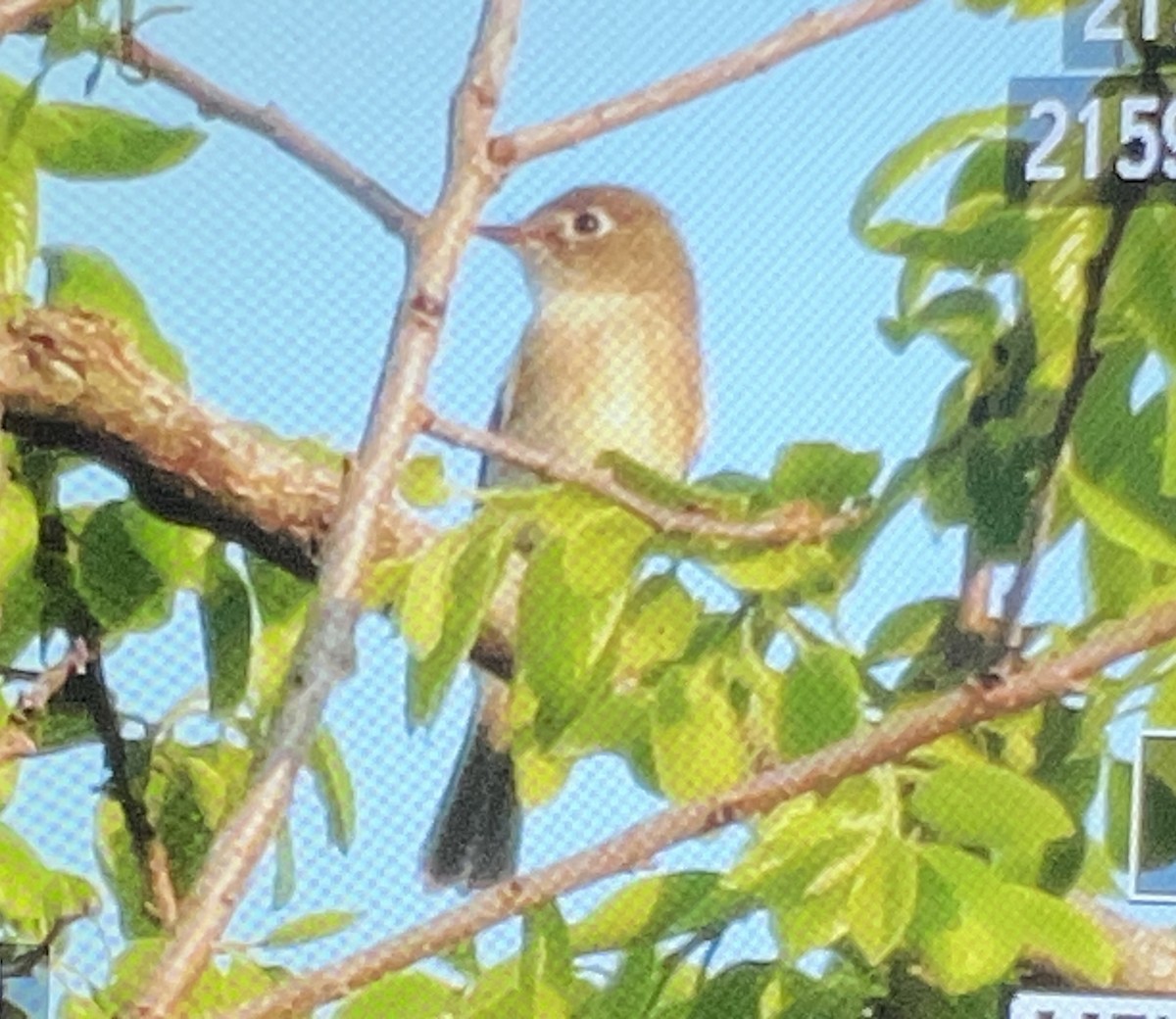 Least Flycatcher - ML568705471