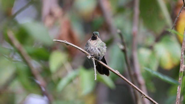 kolibřík dřišťálový - ML568706961