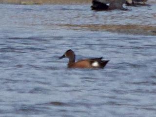 Blue-winged x Cinnamon Teal (hybrid) - ML568709181