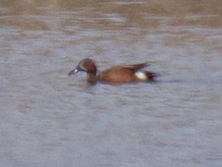 Blue-winged x Cinnamon Teal (hybrid) - ML568709191