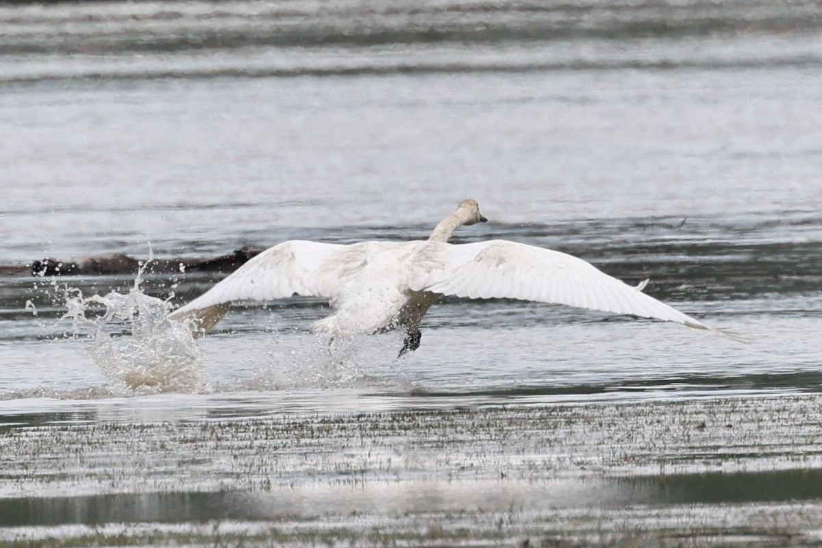 Trumpeter Swan - ML568709391