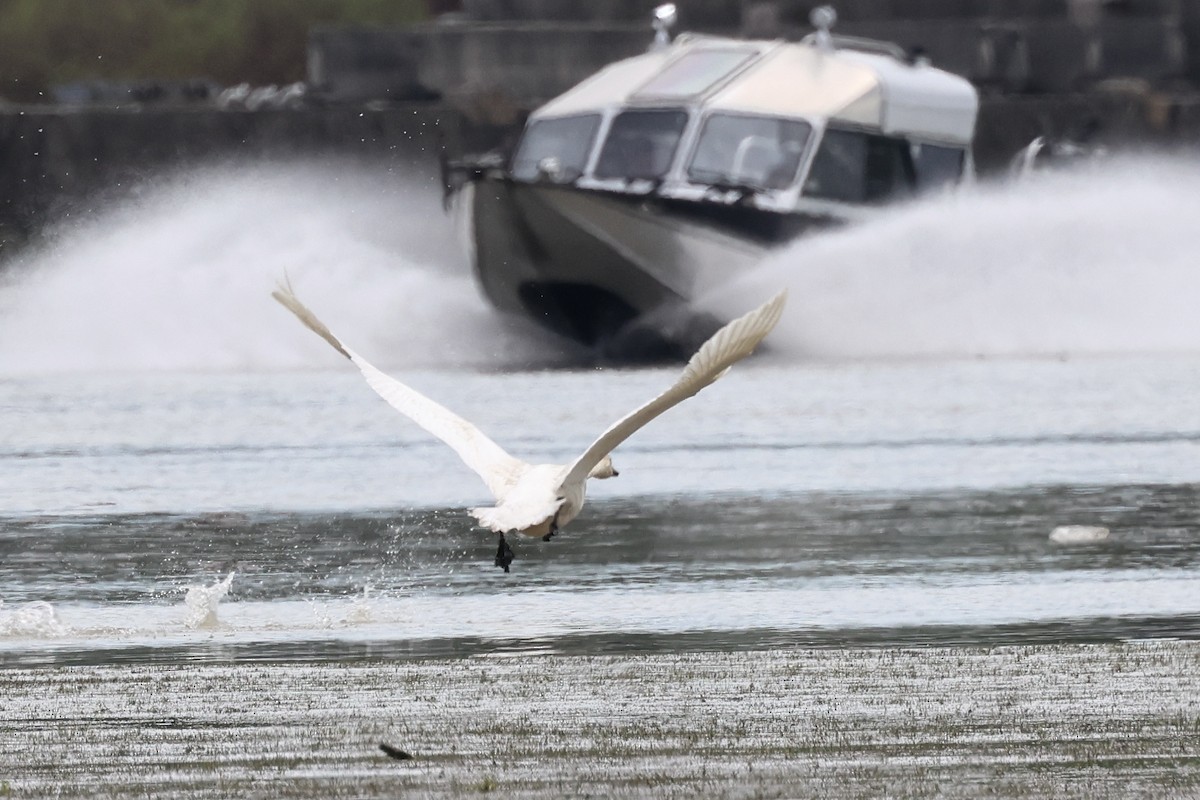 Trumpeter Swan - ML568709431