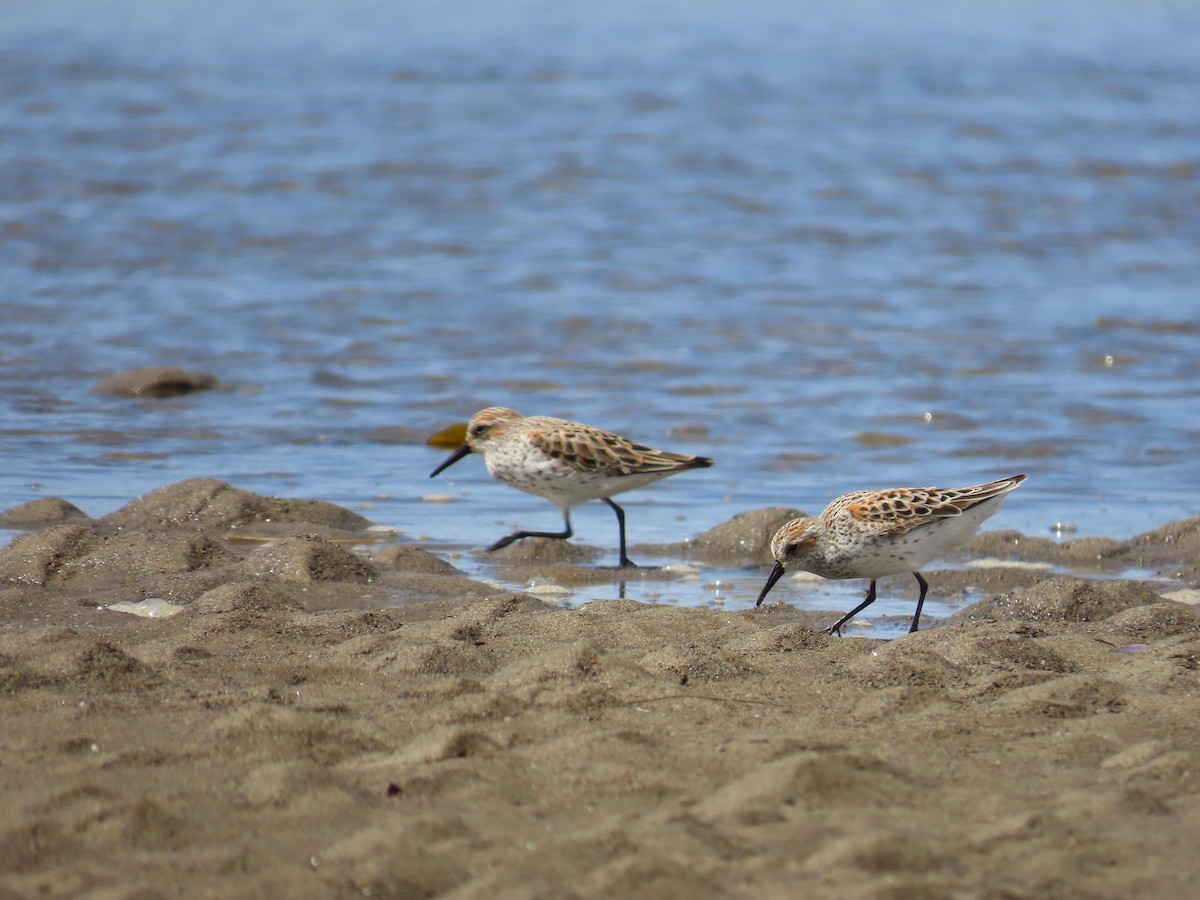 Bergstrandläufer - ML568710321