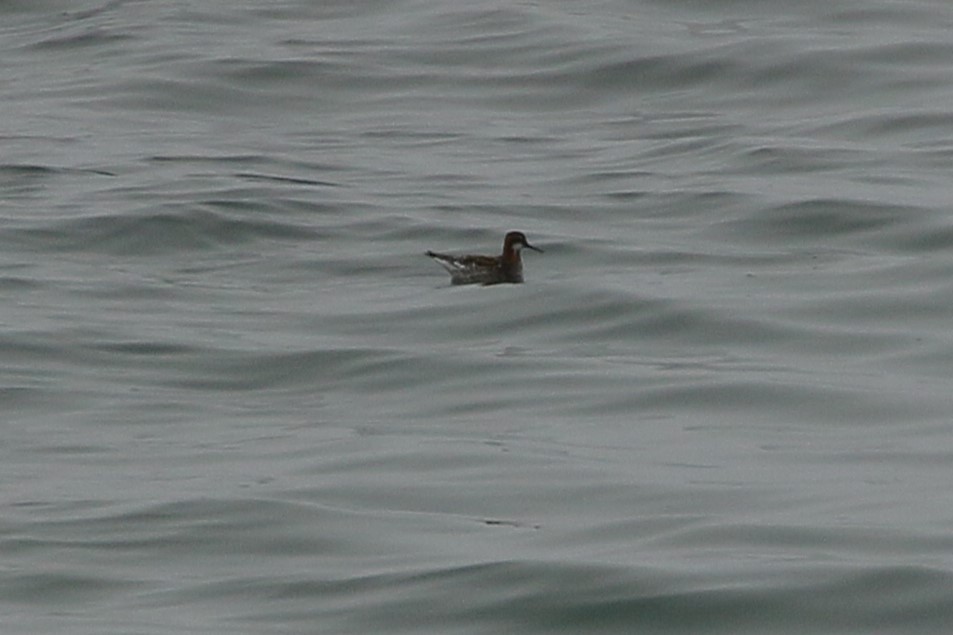 Red-necked Phalarope - ML568710561