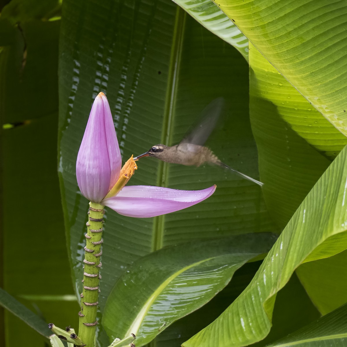 Great-billed Hermit - Peter Hawrylyshyn