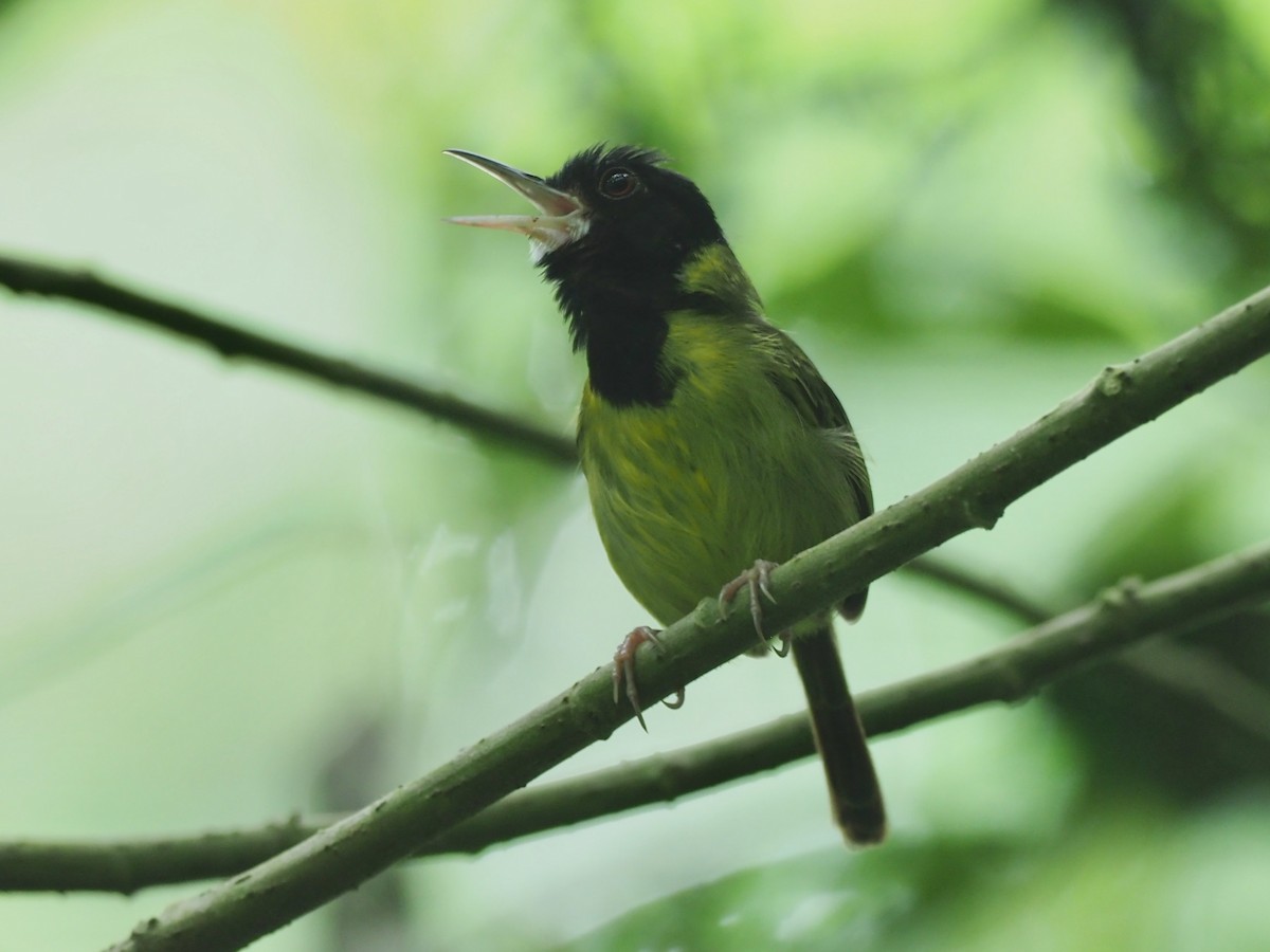 Yellow-breasted Tailorbird - Mark Villa