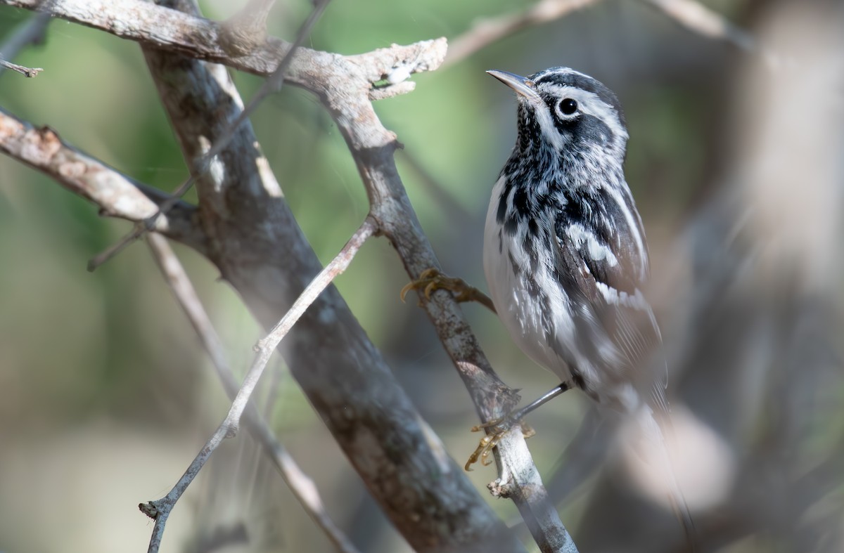 Black-and-white Warbler - ML568713551