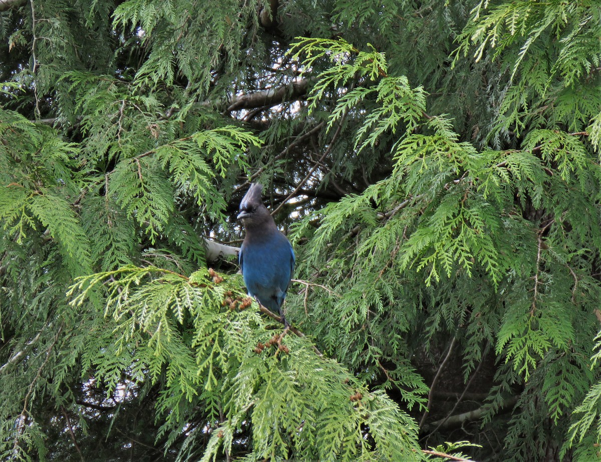 Steller's Jay - ML568714031