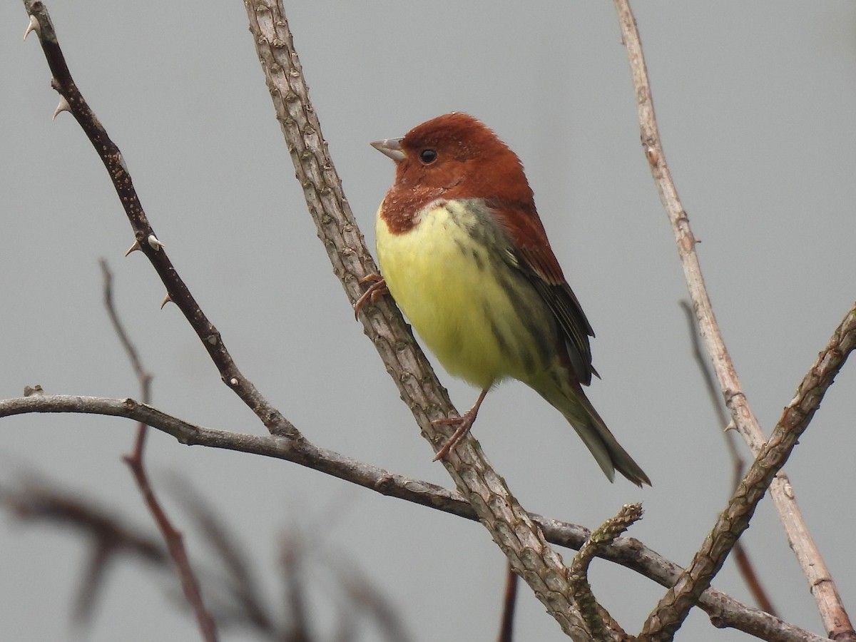 Chestnut Bunting - Cho Byungbeom