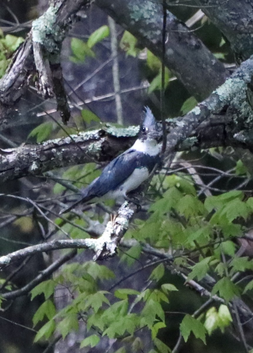 Belted Kingfisher - ML568714761