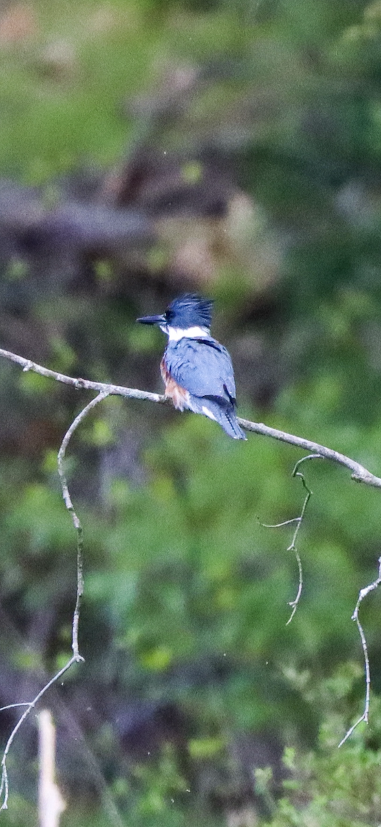 Belted Kingfisher - ML568714771